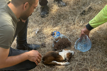 Sevimli köpek düştüğü kuyudan çıkarıldı