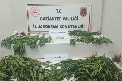 Gaziantep’te 253 kök kenevir ele geçirildi: 9 gözaltı