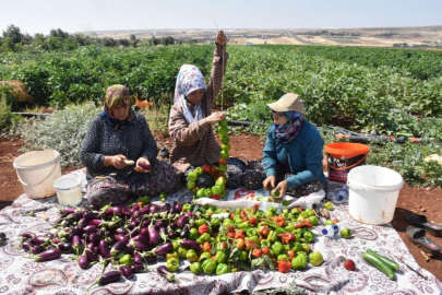 Patlıcan ve biberler kadınların elinde Gaziantep'in tescilli lezzeti 'kurutmalık' oluyor