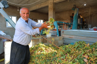 Kahramanmaraş'ta baklavalık fıstık hasadı