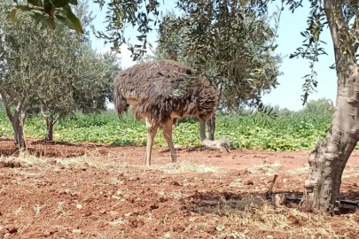 Sınırdan bu defa deve kuşu geçti