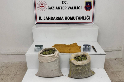 Gaziantep'te zeytin hırsızı tutuklandı