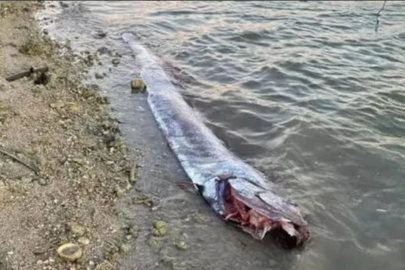 Kıyamet günü balığı geri döndü! Peki gerçekten deprem habercisi mi?