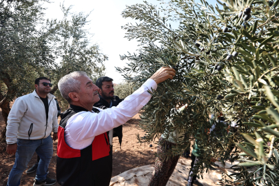 Tahmazoğlu  çiftçilerin zeytin hasadına katıldı