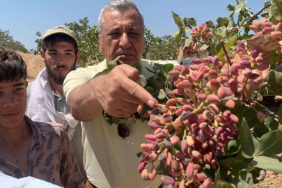 Suriye’den fıstık ithalatına sert tepki!